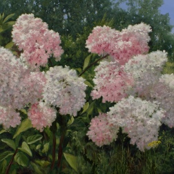 Painting for sale online - Hydrangea is blooming
