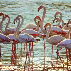 Painting for sale online - The birds are stately