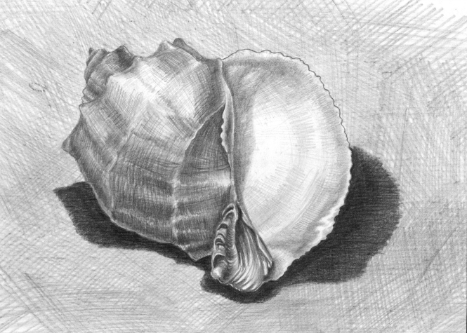 Painting for sale online - The Shell
