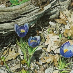 Painting for sale online - ROCK LILIES