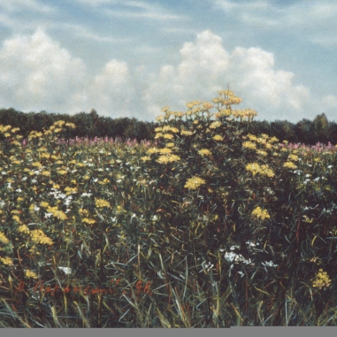 Painting for sale online - Field with tansy bushes