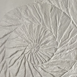 Painting for sale online - Ammonite