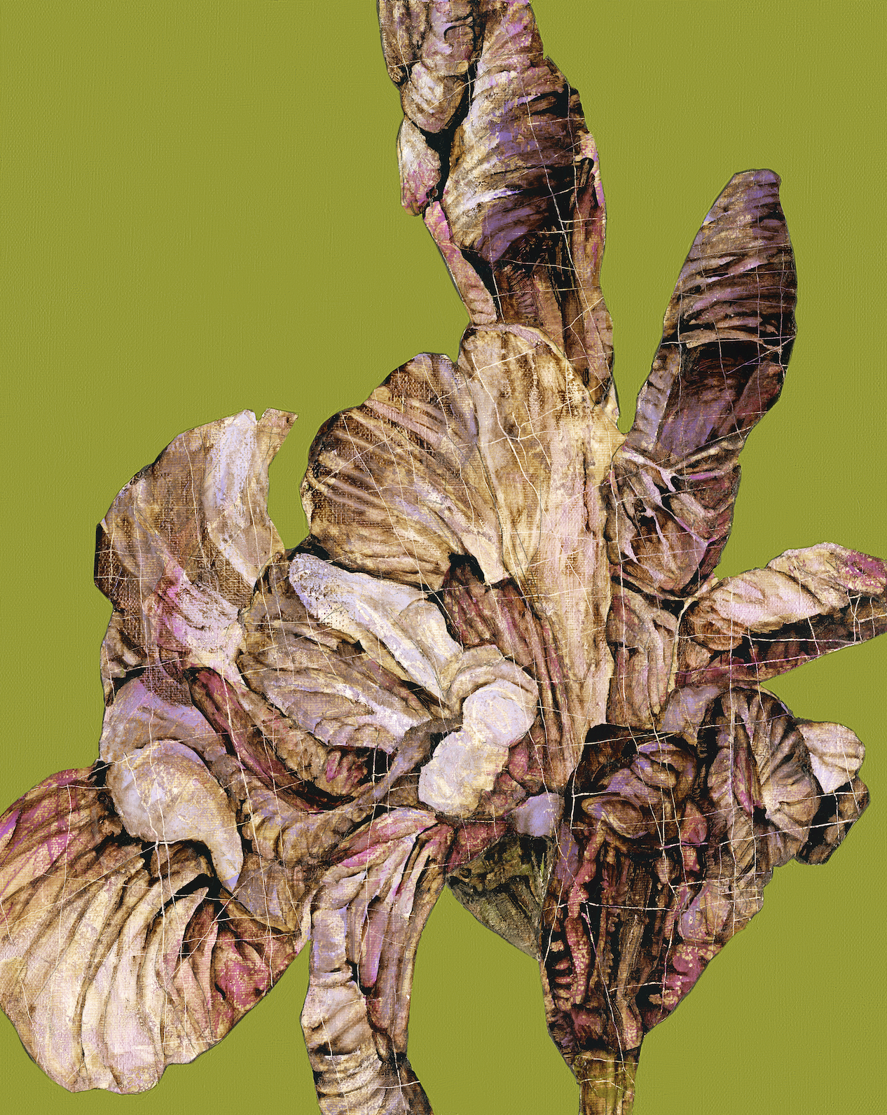 Code 06 Iris Algorithm